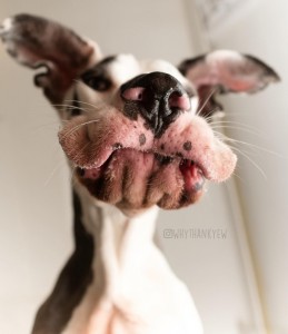 Create meme: the muzzle of a dog, pictures funny dogs great Dane, funny dog