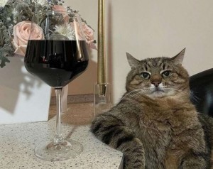 Создать мем: кот степан с вином, кот степан, кот