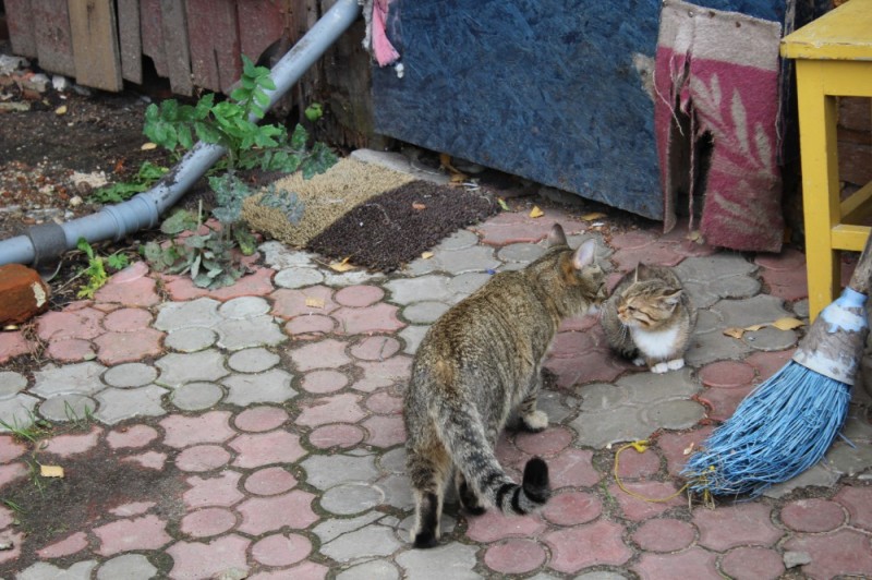 Create meme: cat , cat , grey striped mongrel cat