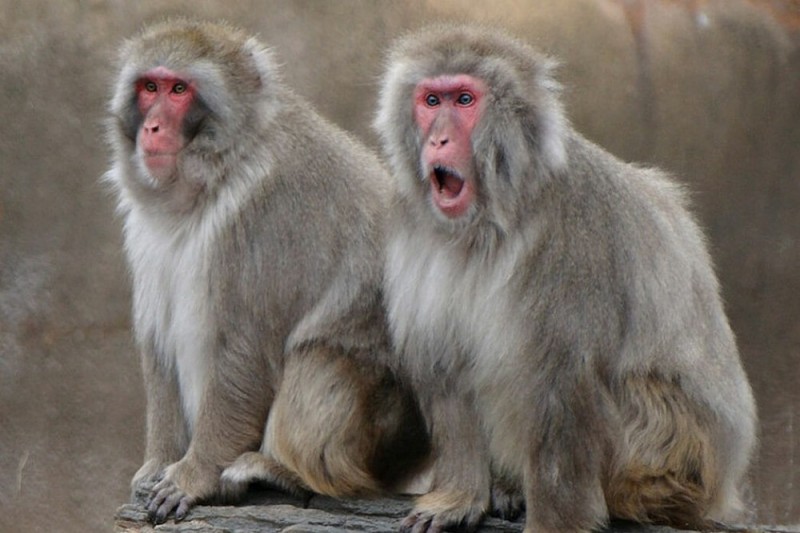 Create meme: monkey , Japanese macaque, sirapuka macaque