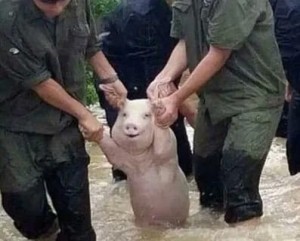 Create meme: happy pig, people, pig