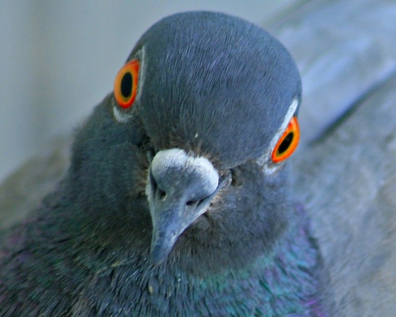 Create meme: dove , blue pigeon full face, dove 