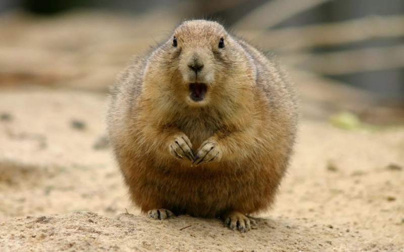 Create meme: gopher , Prairie dog , Mexican prairie dog