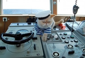 Create meme: cat sailor pictures, the cat captain of the ship, the cat captain