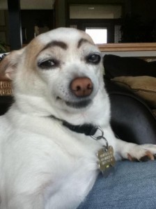 Create meme: dog with eyebrows funny, a dog with painted eyebrows, dog with eyebrows photo meme