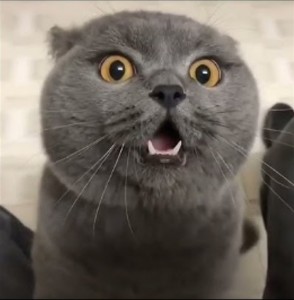 Create meme: lolcats, the surprised cat, cat