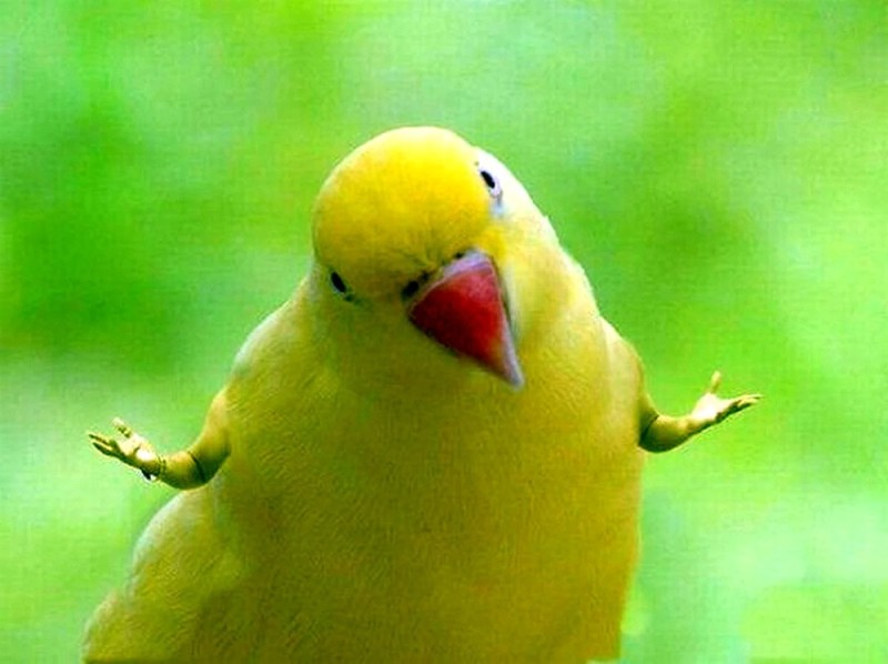 Создать мем: кричащий попугай, смешные птицы, желтый волнистый попугай