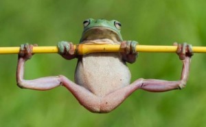 Create meme: meme frog, animals, the frog on the bar