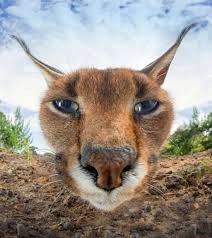 Create meme: funny animals, Caracal