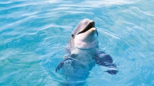 Create meme: dolphins, animals dolphins, ocean animals