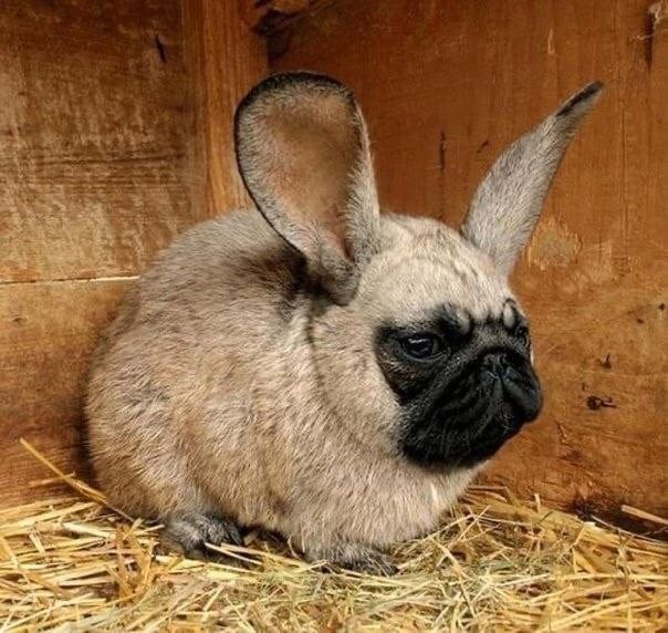 Create meme: pug , pug funny, rabbit 