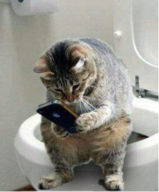 Create meme: the cat on the toilet with the phone, the cat on the toilet, the cat on the toilet