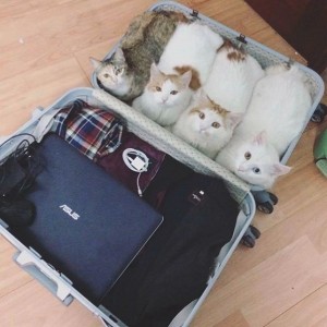 Создать мем: кошка, чемодан, кошка с чемоданом