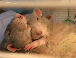 Create meme: pet rat, rat rat, cute rat