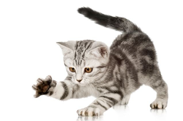 Create meme: cats on a white background, cat on transparent background, cat no background
