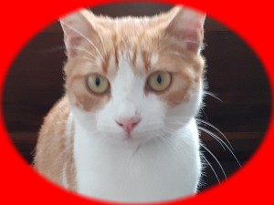 Create meme: hilarious cats, cat red, cat