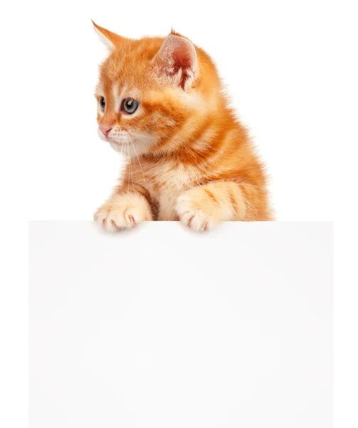 Create meme: red cat , kitten white background, red cat on a white background