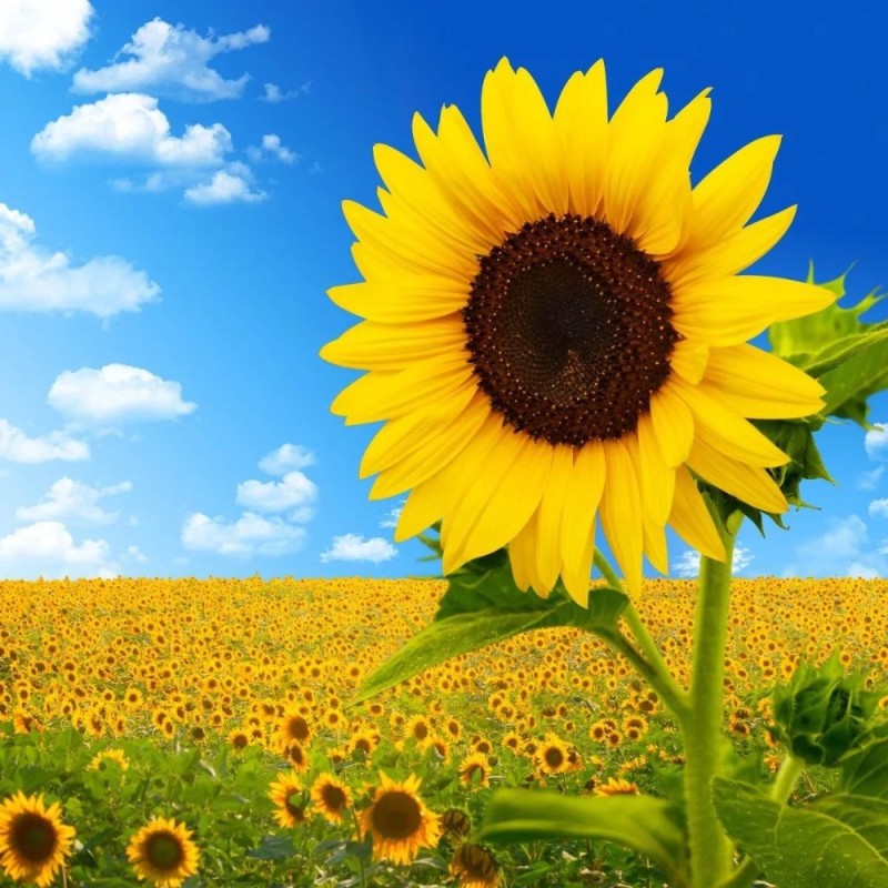 Create meme: flowers sunflowers, painting sunflowers, sunflowers field