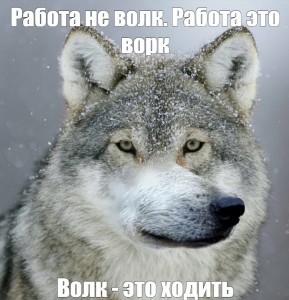 Create meme: wolf, pictures the lone wolf, funny photo of wolves