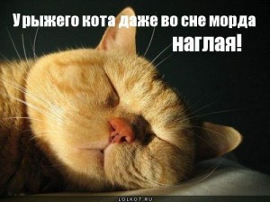 Create meme: sleeping cat, sleeping cat