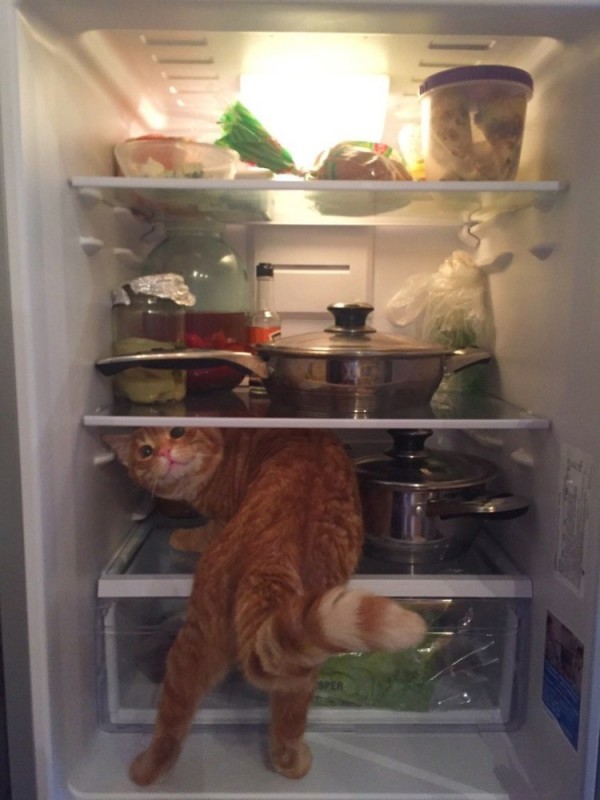 Create meme: the cat in the fridge, cat on the fridge, refrigerator owners