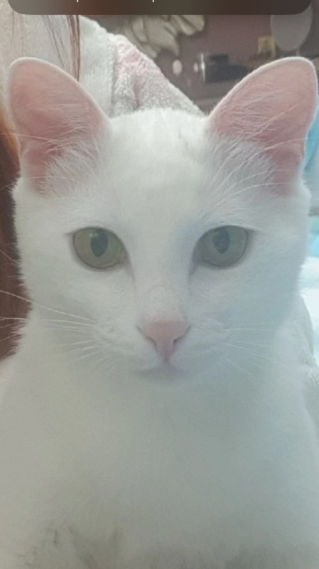 Создать мем: кошка турецкий ван, турецкая ангора белая, кот турецкая ангора