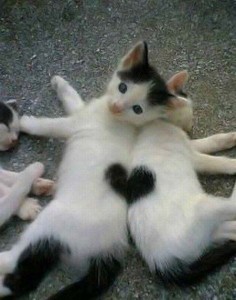 Создать мем: love cat, кот смешной, котики смешные