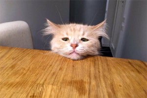 Create meme: sad cat, cat, sad cat