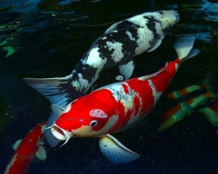 Create meme: koi , the most beautiful fish for the aquarium, koi fish