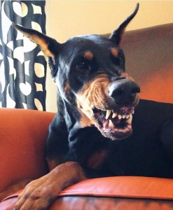 Create meme: breed Doberman, Doberman Pinscher