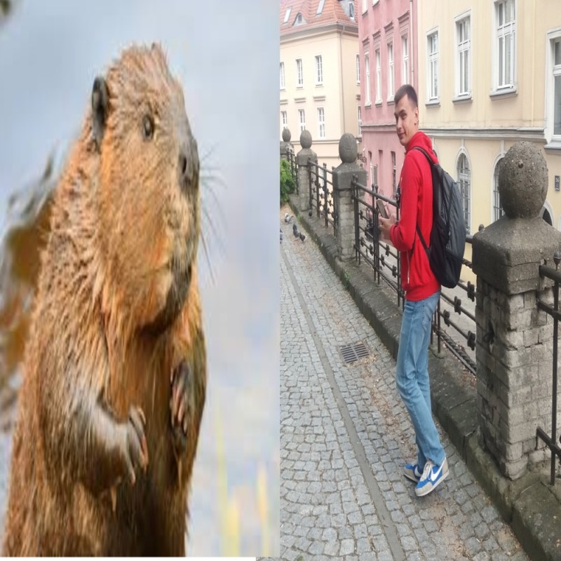 Создать мем: бобер животное, бобер обыкновенный, канадский бобр (castor canadensis)