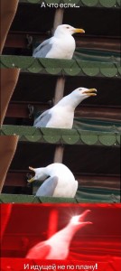 Создать мем: seagull meme, seagull, орущая чайка мем