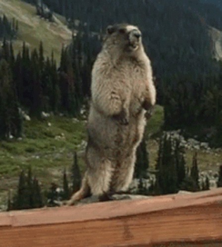 Create meme: the screaming groundhog, a groundhog screams in the mountains, screaming gopher in the mountains