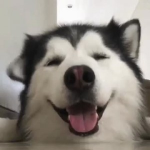 Create meme: Siberian husky, Alaskan Malamute