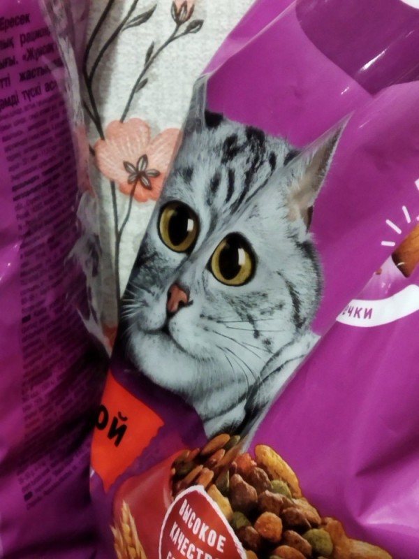 Create meme: food , cat food Whiskas, the cat in the stern whiskas