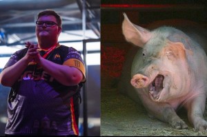 Создать мем: pig, хряк, фото свиньи прикольные