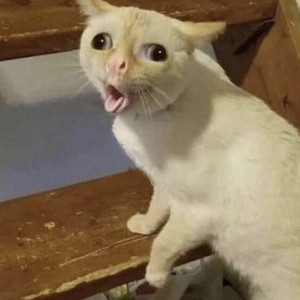 Create meme: meme cat yo, coughing cat, stoned cat 