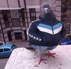 Create meme: dove common , pigeon bird , the pigeon is funny