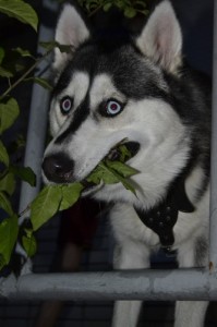 Create meme: dog addict, Siberian husky male, Siberian husky