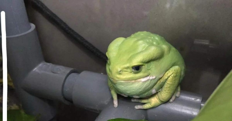 Create meme: Pepe toad, toad , toad frog