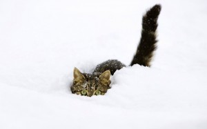 Создать мем: зимний кот, кот в сугробе, зима кошка