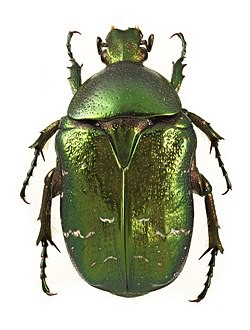 Create meme: beetle brantovka, brantovka, The bronze beetle is a male