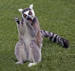 Create meme: a ring-tailed lemur, ring-tailed lemur, funny lemur