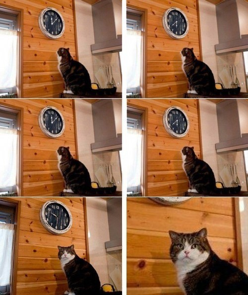 Create meme: It's time for the cat meme, meme cat clock, meme with a cat and a clock