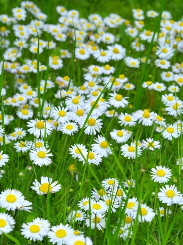 Create meme: field of daisies, Daisy , meadow chamomile