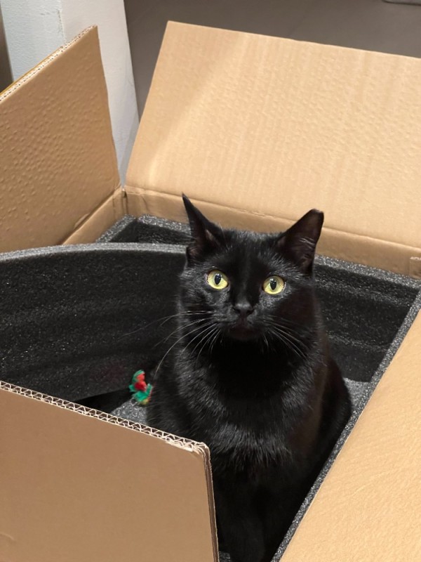 Create meme: bombay cat, cat in box , a cat in a box