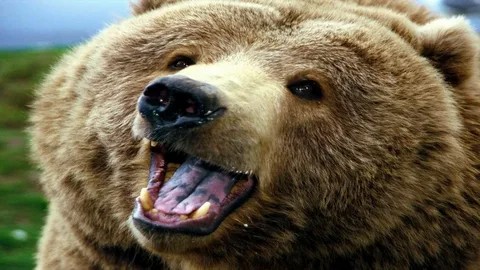 Create meme: bear bear, bear grin, grizzly bear angry