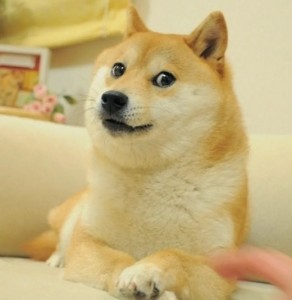 Create meme: shiba, the breed is Shiba inu, doge dog