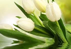 Создать мем: white tulip, модульные картины белые тюльпаны, белые тюльпаны