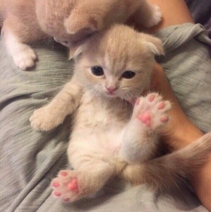 Create meme: adorable kittens, lop-eared Scottish fold, Scottish fold cat